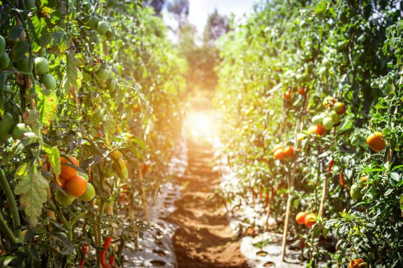 stell av tomatplanter