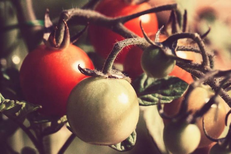 dyrke-tomat