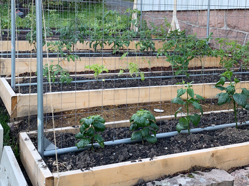 plassering tomatplanter