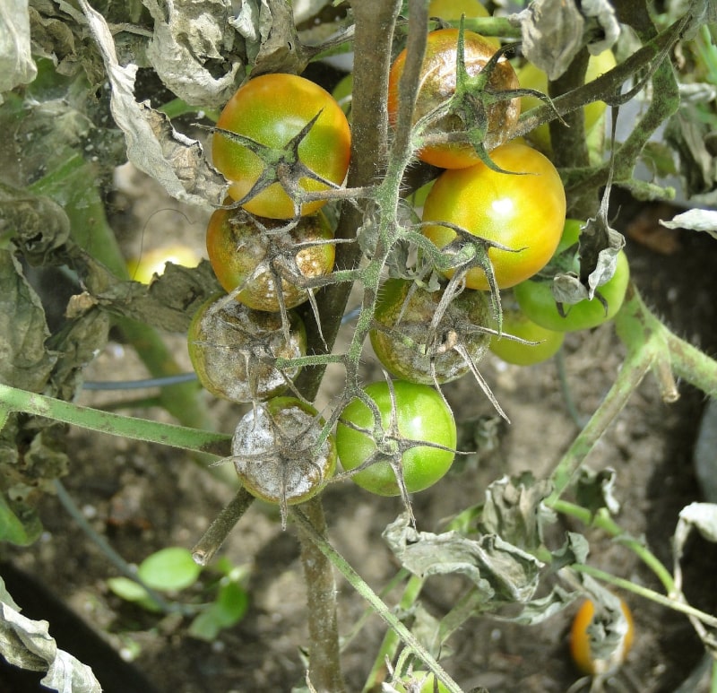 tomat sykdommer