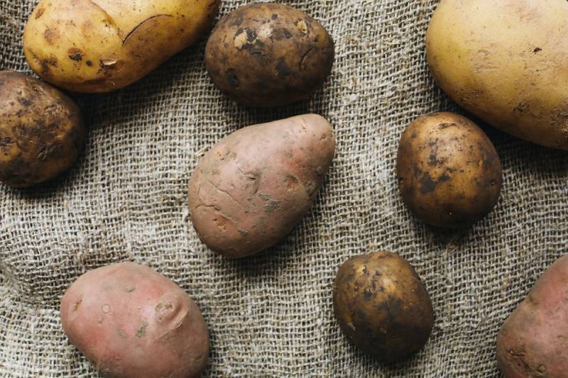 Høste-poteter