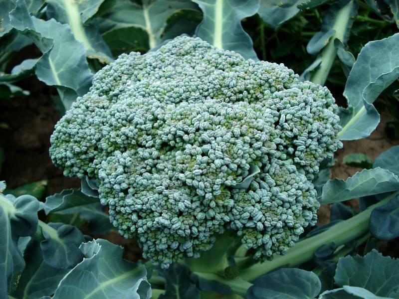 Hvordan-dyrke-brokkoli