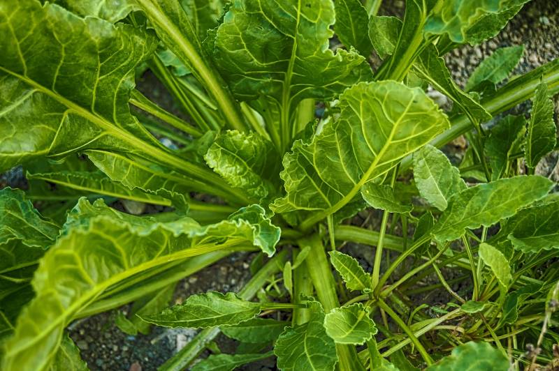 spinat-plante