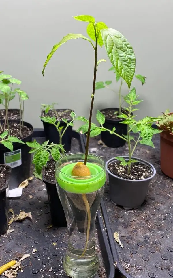 avokado før omplanting