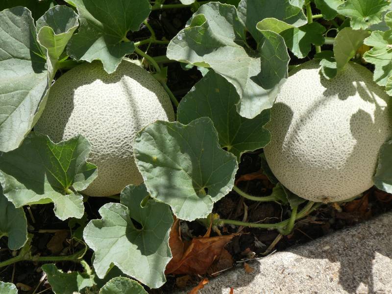 beskjaering-av-melonplanter