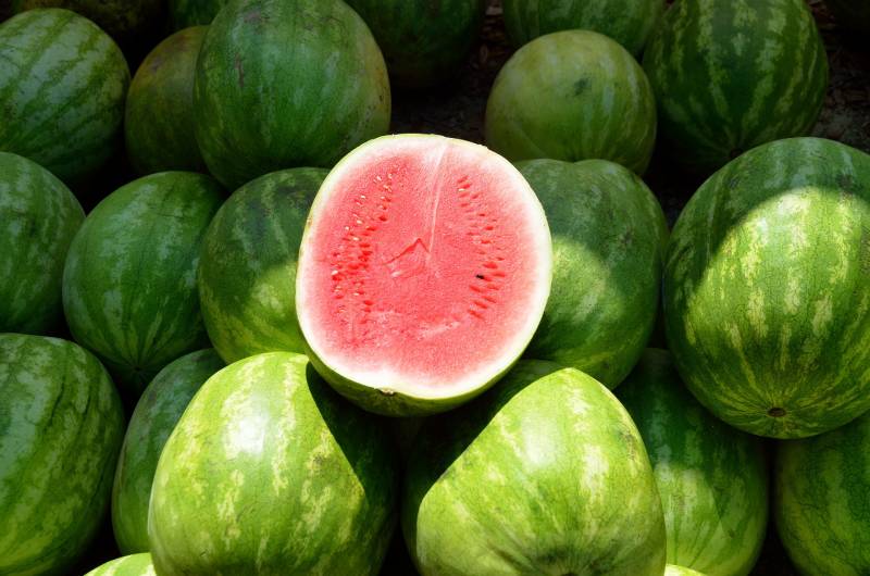 dyrke-vannmelon