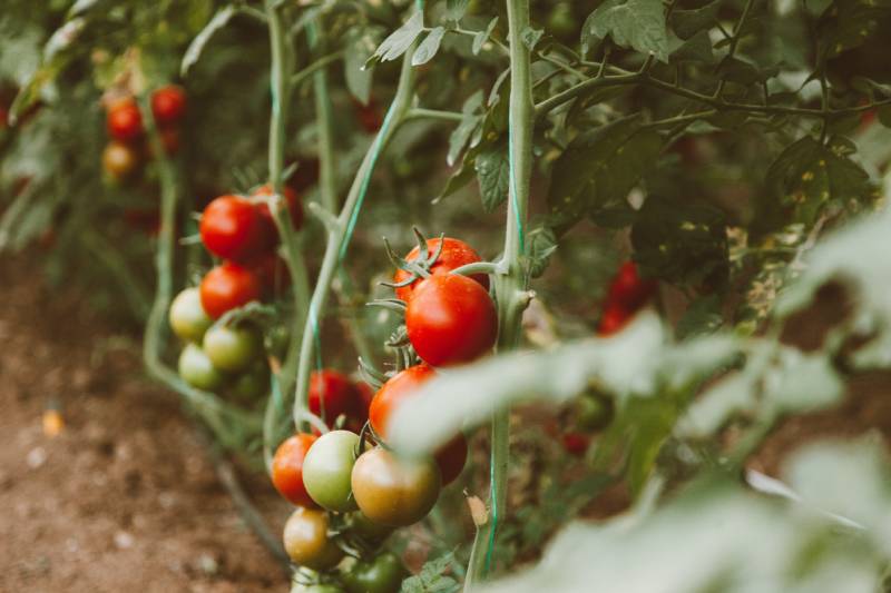 tyve-tomatplante