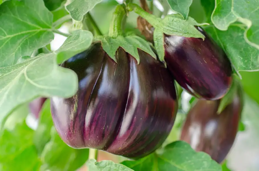 flott-aubergine