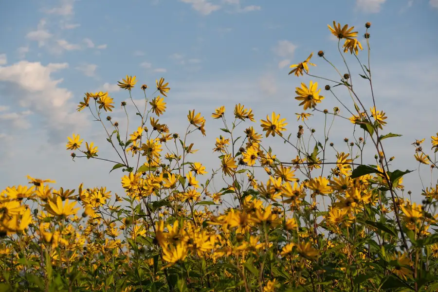 jordskokk blomst