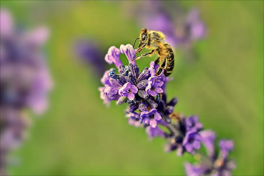 lavendel