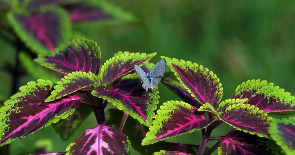 coleus med flotte blader