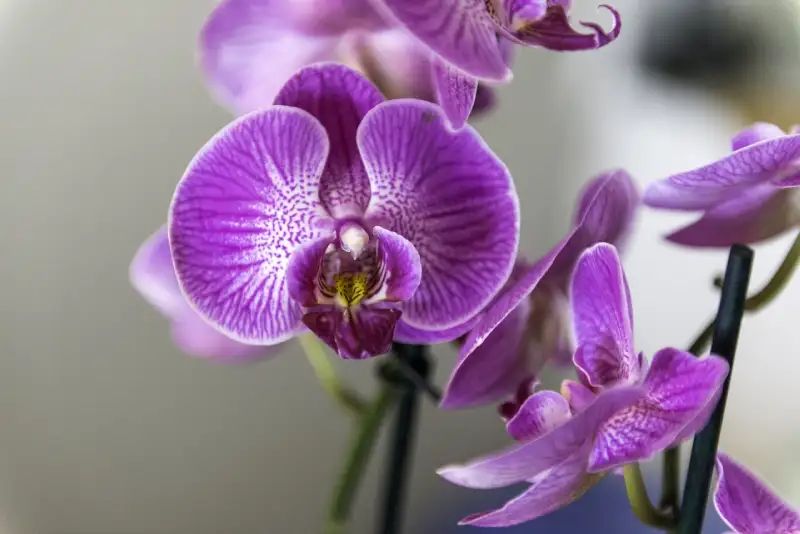 potte-om-orkide