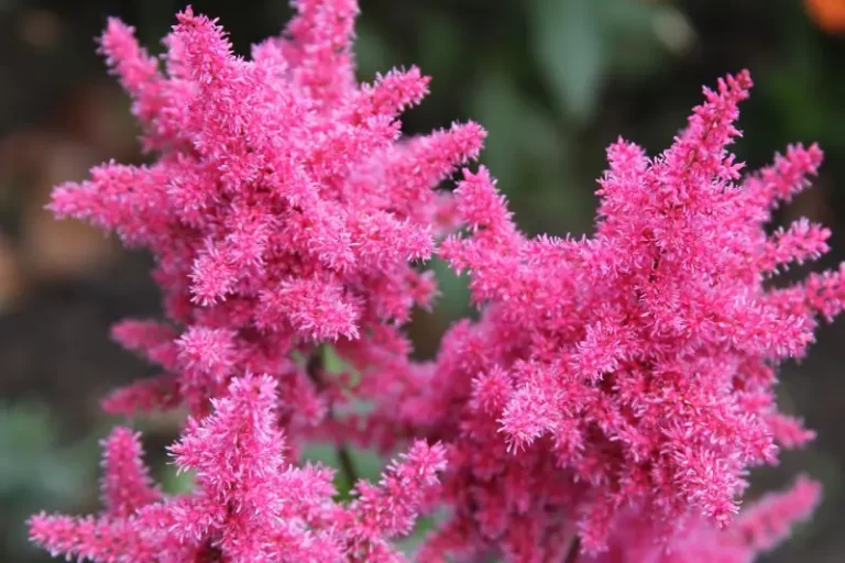 astilbe