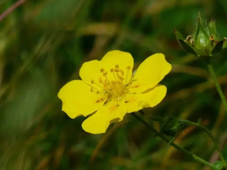 solrose