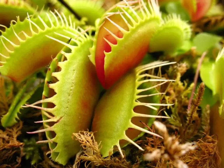 Kjøttetende plante