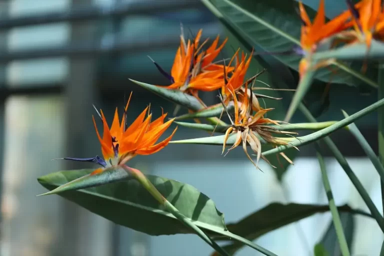 flott Strelitzia