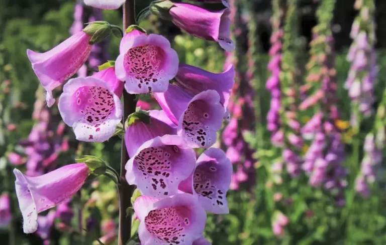 navn på giftige planter
