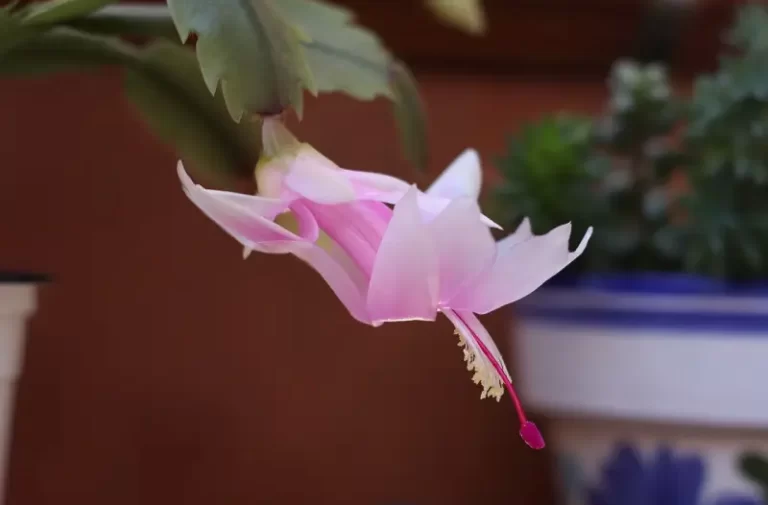 giftige stueplanter