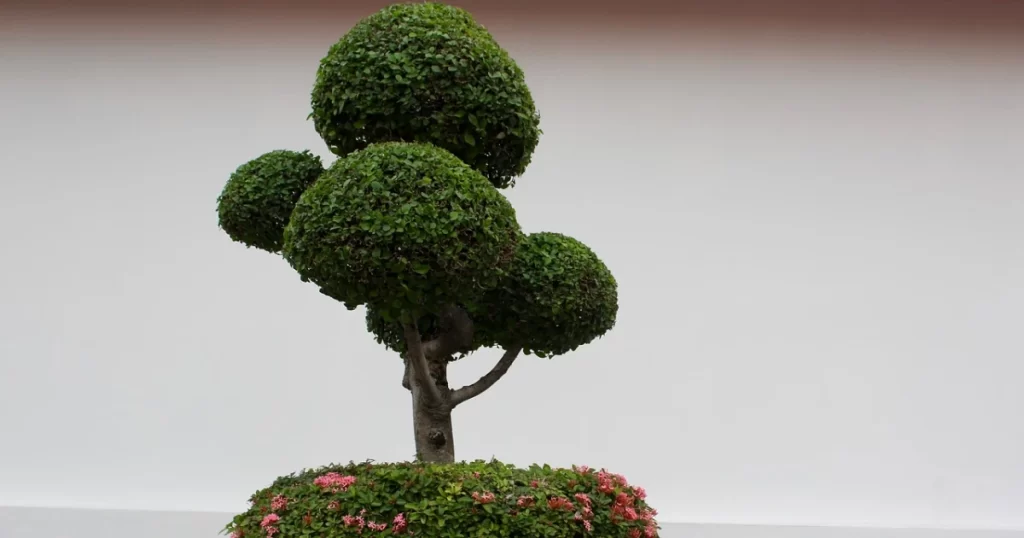 stort bonsai tre