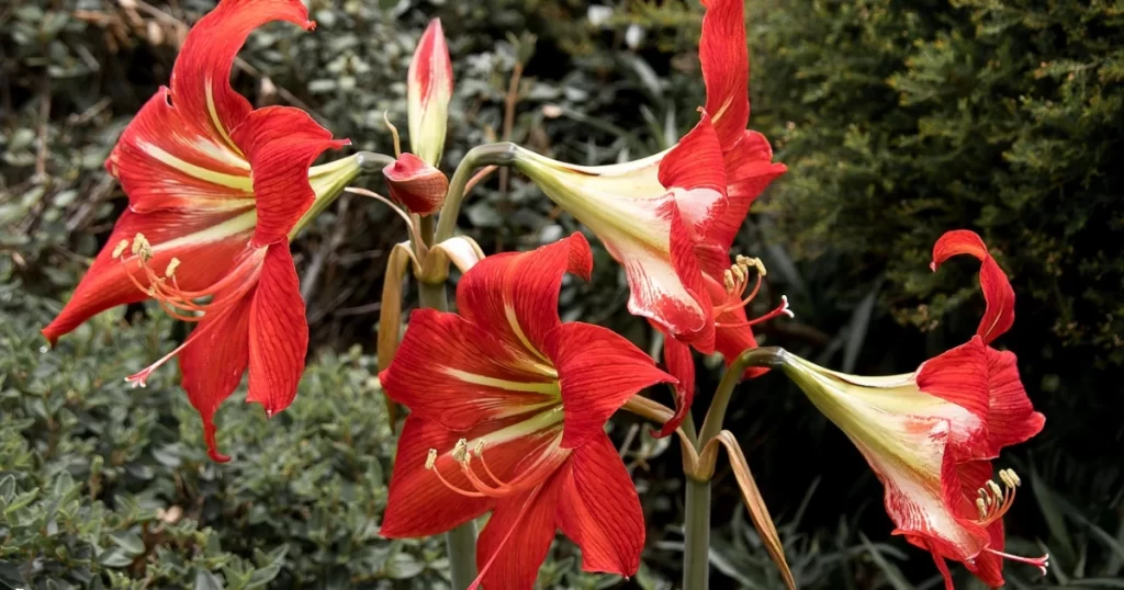 Amaryllis