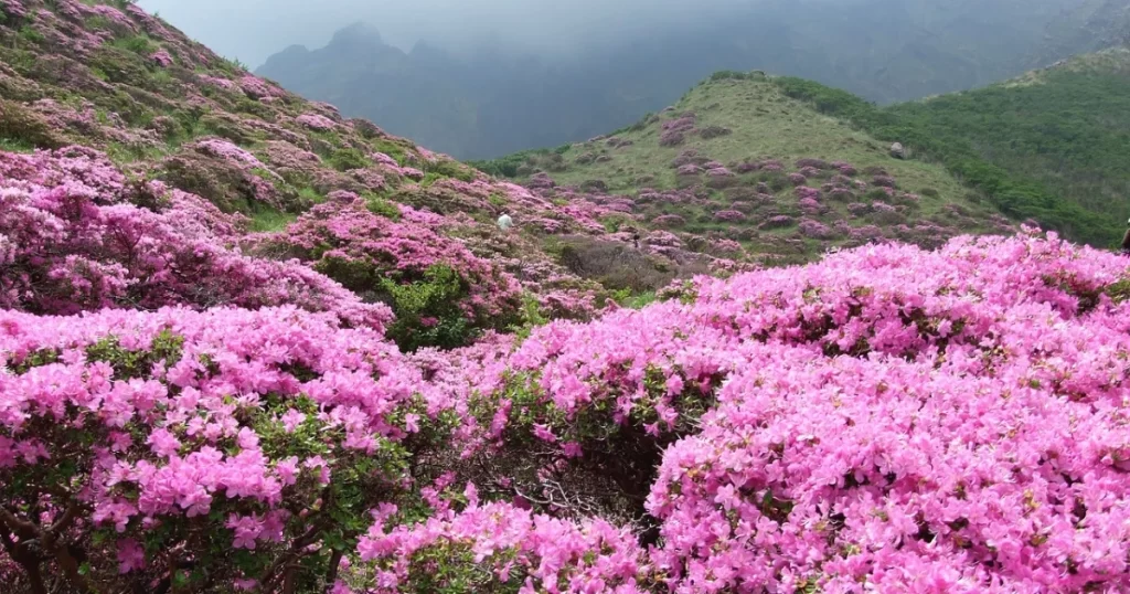 Beskjære rhododendron