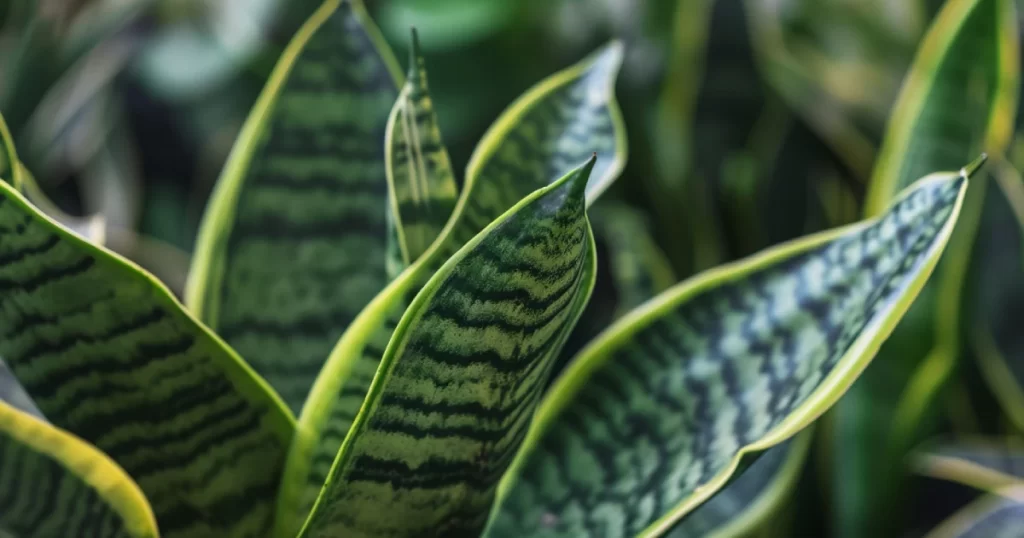 Pilea som en grønn inneplante