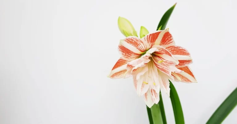 flott Amaryllis med hvit bakgrunn