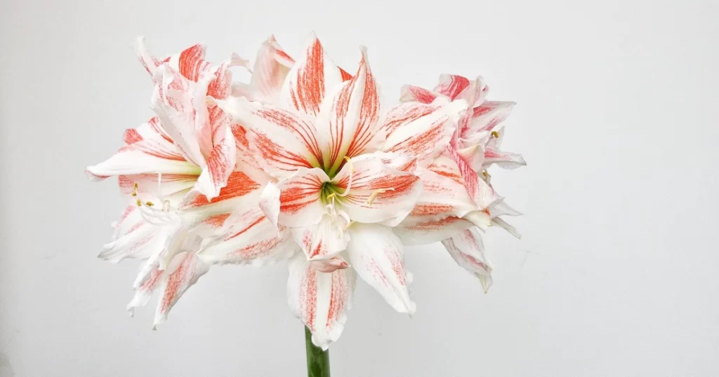 hvit Amaryllis