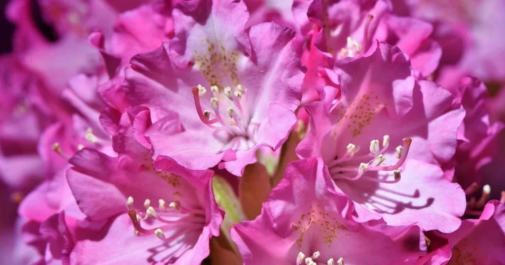 nærbildododende av rhododendron