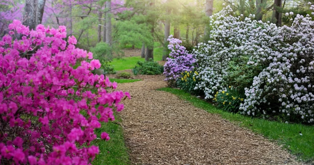 rhododendron blomstring