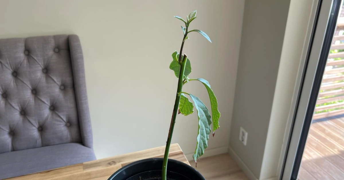 toppet avokadoplante som starter ny spiring